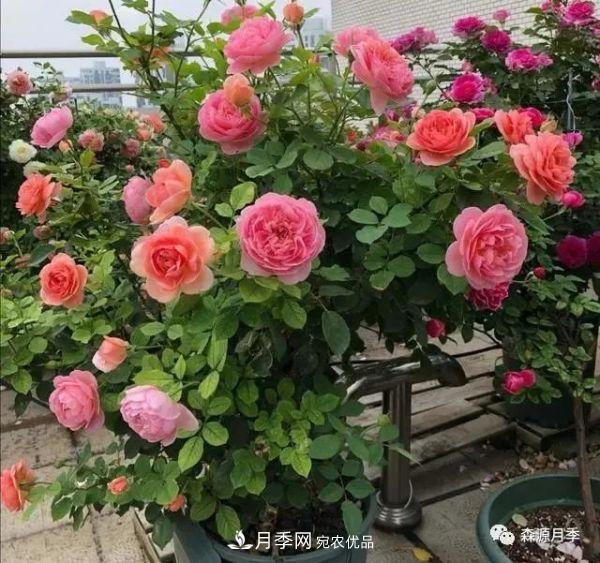 月季天冷后怎么養(yǎng)？月季花能開爆盆嗎？具體怎么養(yǎng)護(hù)呢？(圖1)