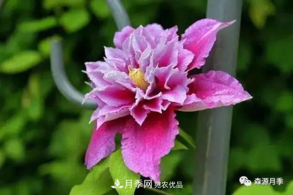 月季天冷后怎么養(yǎng)？月季花能開爆盆嗎？具體怎么養(yǎng)護(hù)呢？(圖3)