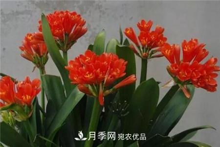 夏天亂澆水，月季多肉…澆一盆死一盆！(圖5)