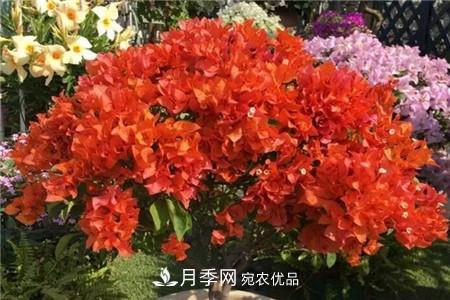 夏天亂澆水，月季多肉…澆一盆死一盆！(圖10)