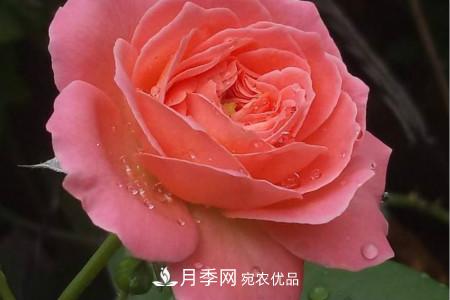 月季花冬天怎么過冬，冬天怎么剪枝(圖2)