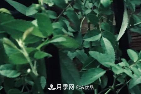 甜蜜馬車微型月季的養(yǎng)殖方法(圖3)