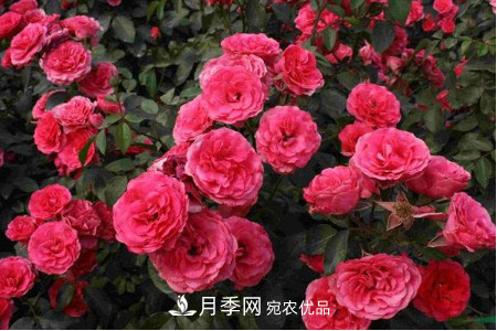 豐花月季的養(yǎng)殖方法和注意事項(圖1)