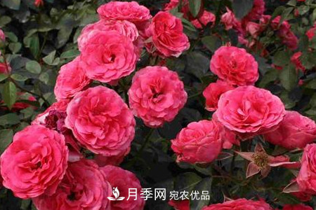 豐花月季的養(yǎng)殖方法和注意事項(圖3)