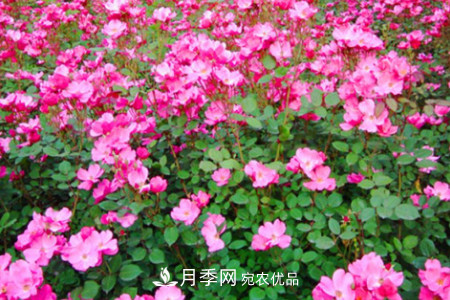 豐花月季的養(yǎng)殖方法和注意事項(圖2)