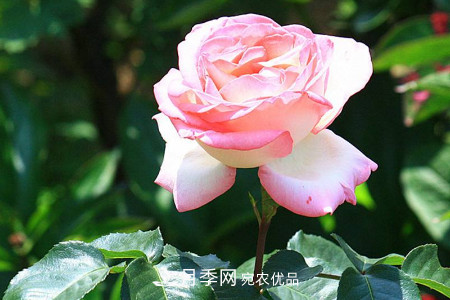 豐花月季的養(yǎng)殖方法和注意事項(圖4)