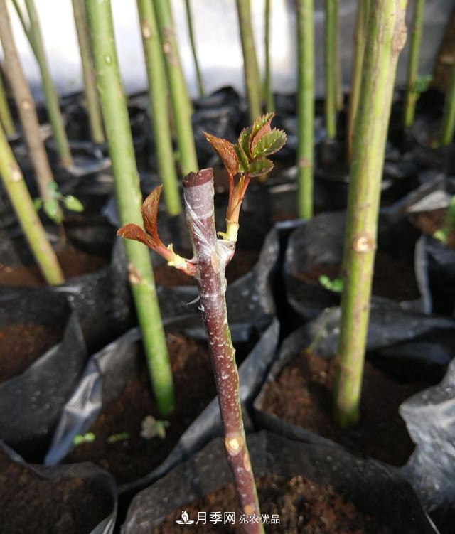 一個(gè)小技巧，月季變花月季樹！花苞滿樹冠，大花300天(圖3)