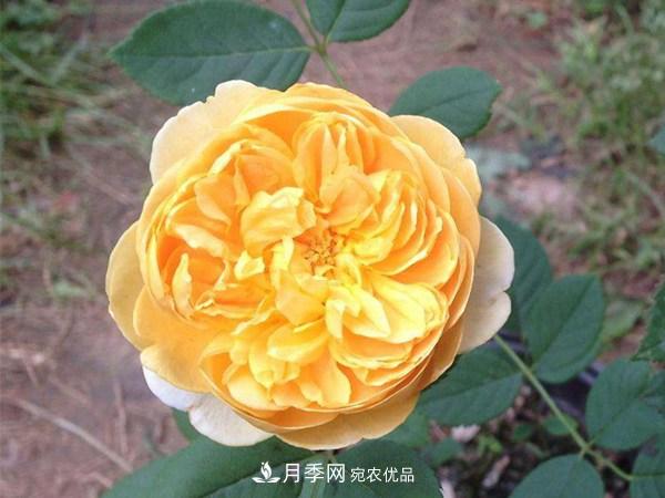 花期長(zhǎng)的藤本月季有哪些品種？(圖4)