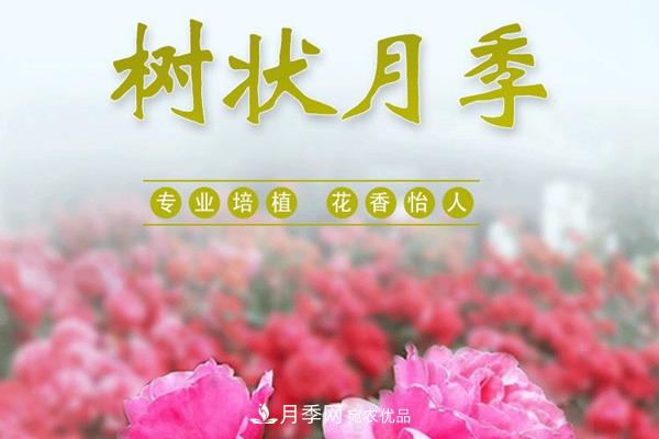 南陽樹狀月季批發(fā)基地(圖1)