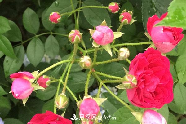 10個(gè)熱門的豐花月季品種推薦(圖1)