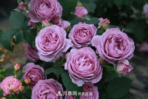 10個(gè)熱門的豐花月季品種推薦(圖2)