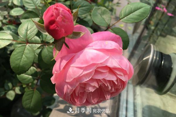 10個(gè)熱門的豐花月季品種推薦(圖3)