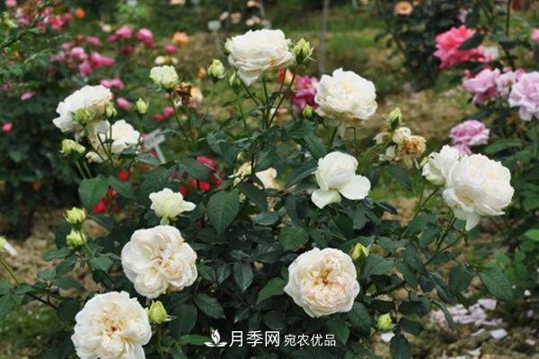 10個(gè)熱門的豐花月季品種推薦(圖6)