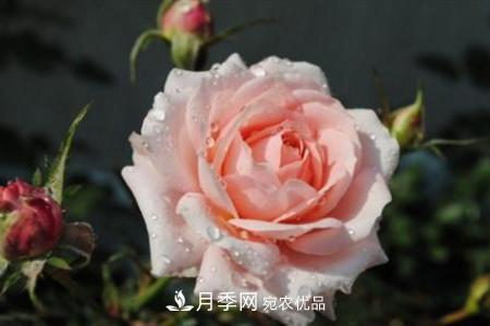 月季花夏天水分蒸發(fā)較，多少天澆次水？(圖3)