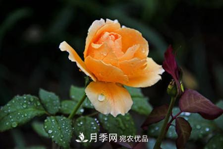 月季花夏天水分蒸發(fā)較，多少天澆次水？(圖1)