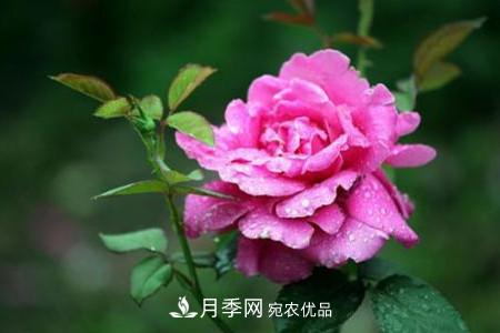 月季花夏天水分蒸發(fā)較，多少天澆次水？(圖2)