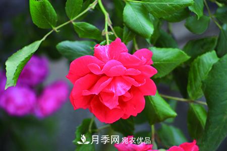 月季花的施肥方法(圖3)