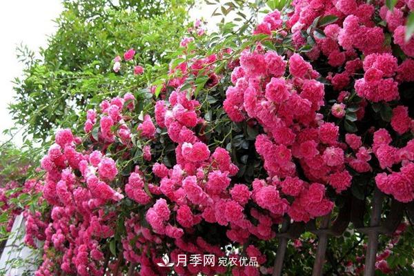 西北東北寒冷地區(qū)能種植藤本月季嗎？(圖2)