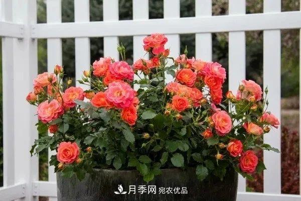 月季花夏季的修剪、施肥和防治病蟲害攻略，遠離紅蜘蛛黑斑病(圖1)