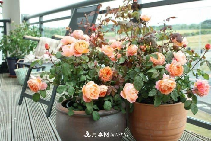 月季花夏季的修剪、施肥和防治病蟲害攻略，遠離紅蜘蛛黑斑病(圖2)