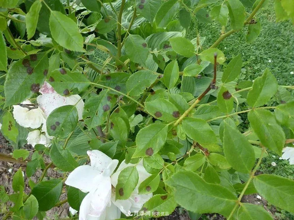 月季花夏季的修剪、施肥和防治病蟲害攻略，遠離紅蜘蛛黑斑病(圖5)