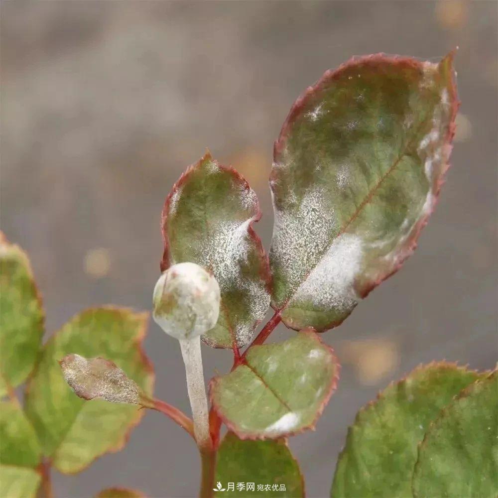 月季花夏季的修剪、施肥和防治病蟲害攻略，遠離紅蜘蛛黑斑病(圖6)