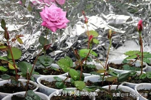 月季打頂是什么意思？教你正確打頂，苗更壯長更快花更多(圖4)