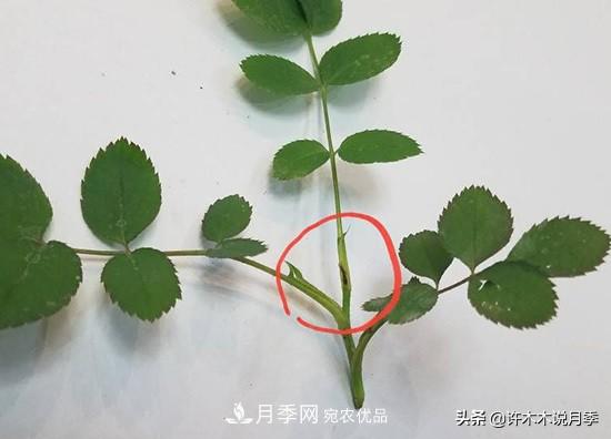 月季打頂是什么意思？教你正確打頂，苗更壯長更快花更多(圖7)