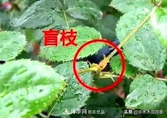 月季打頂是什么意思？教你正確打頂，苗更壯長更快花更多(圖6)