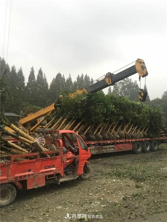 先抑后揚(yáng)，上半年四川溫江的花木賣了12億(圖1)