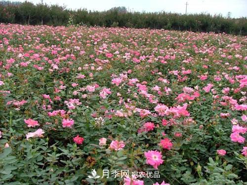 影響南陽(yáng)豐花月季生長(zhǎng)的因素有哪些？(圖1)