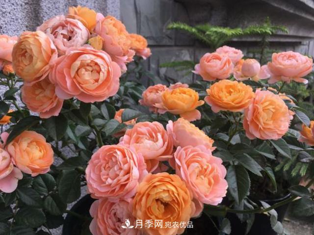 家中養(yǎng)月季花，老是愛黑桿？原來是2個“細節(jié)”犯了錯(圖2)