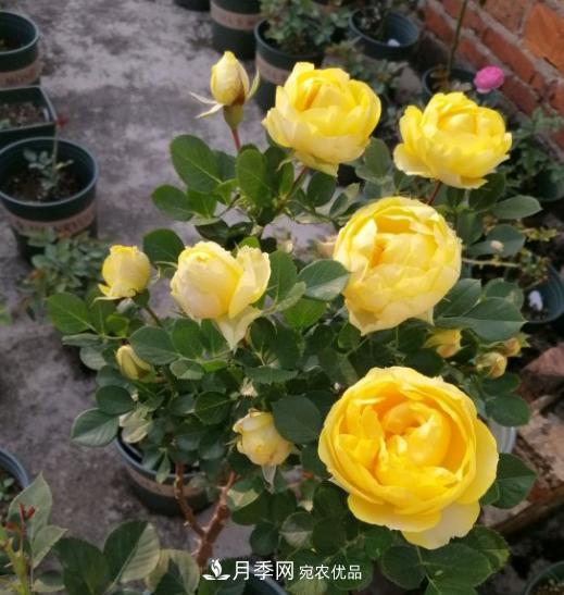 夏季購(gòu)買月季花，葉片發(fā)黃嘩嘩掉，學(xué)會(huì)1招緩苗，新芽呼呼冒不停(圖3)