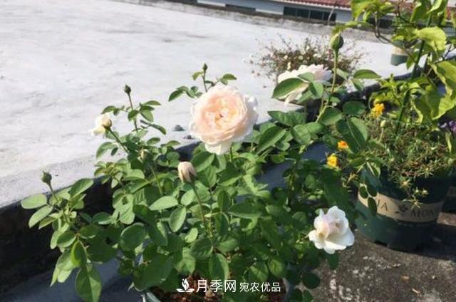 3分鐘學(xué)會(huì)扦插月季花，一棵變十棵，100%成活！(圖1)