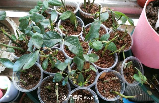 3分鐘學(xué)會(huì)扦插月季花，一棵變十棵，100%成活！(圖2)