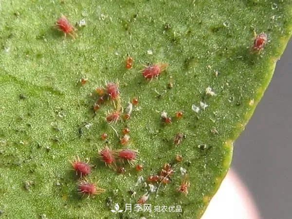 夏天月季花愛生蟲？幾個(gè)小方法輕松應(yīng)對六大蟲害！(圖1)