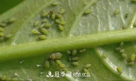 夏天月季花愛生蟲？幾個(gè)小方法輕松應(yīng)對六大蟲害！(圖2)