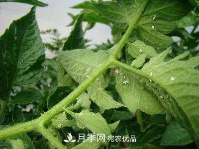 夏天月季花愛生蟲？幾個(gè)小方法輕松應(yīng)對六大蟲害！(圖4)