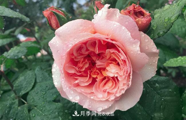 月季花的花語是什么？月季花的寓意和象征(圖1)