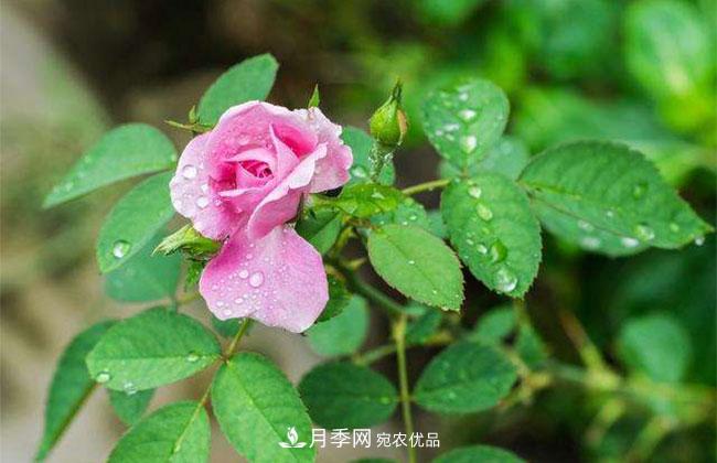 月季花的花語是什么？月季花的寓意和象征(圖2)