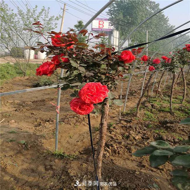 月季花的花語是什么？月季花的寓意和象征(圖4)