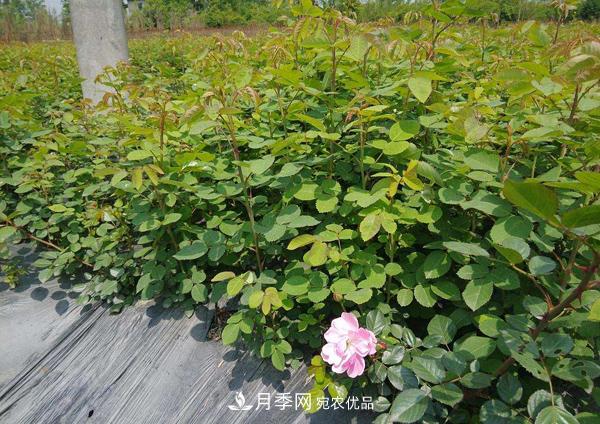 月季花幼苗怎樣栽培？月季苗種植方法(圖2)