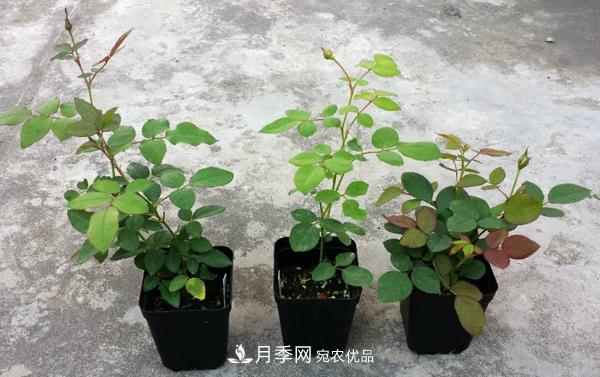 月季花幼苗怎樣栽培？月季苗種植方法(圖1)