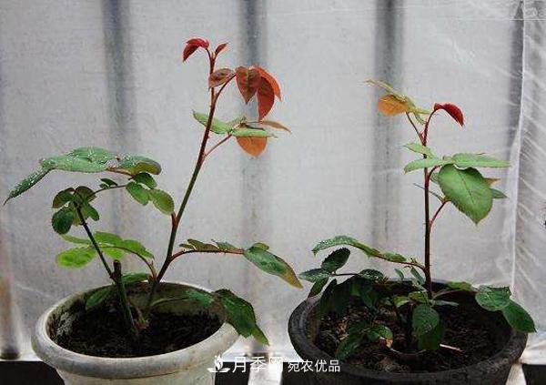 月季花幼苗怎樣栽培？月季苗種植方法(圖3)