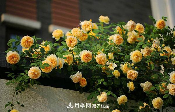 月季花幼苗怎樣栽培？月季苗種植方法(圖4)