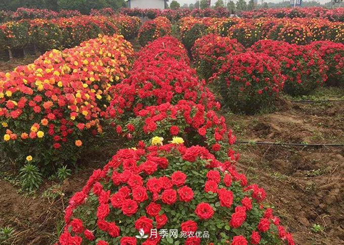 基地直供造型月季花瓶、月季花球、月季花柱批發(fā)價(jià)格(圖3)