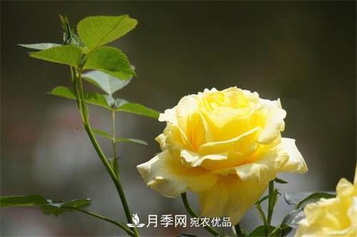 分享10種大花月季，每一款開花鮮艷香味清新(圖1)