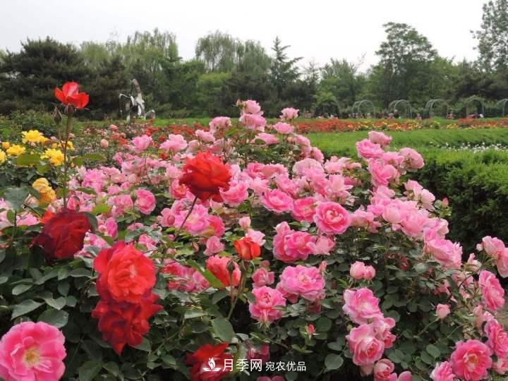 月季花這樣管理，一年開兩次花(圖2)