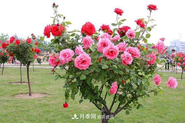 月季花這樣管理，一年開兩次花(圖3)