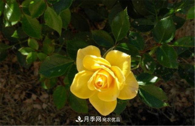 全球10大“名貴”月季花，養(yǎng)過其中5盆，就算“月季發(fā)燒友”(圖3)